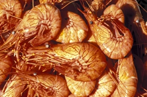 Specialist Stock Images Drucke: Cooked prawns