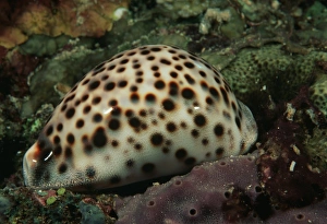 Tropical Ocean Photography Drucke: Cowrie