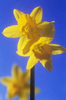 Blooming Wildflowers Drucke: Daffodil flowers