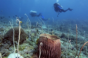 Tropical Marine Life Photography Drucke: Divers explore a field of whip corals