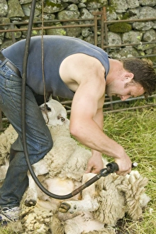 Agricultural Images Drucke: A farmer shearing a sheep
