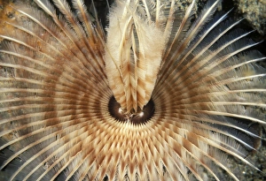 Marine Invertebrates Drucke: Feather worm