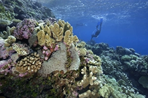 Tropical Marine Life Photography Drucke: Free divers explore the pristine reef, Jaboan, Rongelap, Marshall Islands, Micronesia