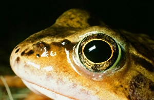 Close Up Frog Photos Drucke: A frog
