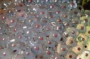 Ashley Cooper Photography Drucke: Frogspawn