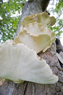 Tree Fungus Growth Drucke: Funghi growing on a tree
