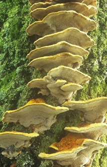 Tree Fungus Growth Drucke: Funghi growing on a tree trunk