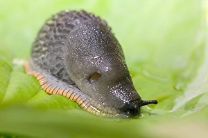 Garden Wildlife Images Drucke: A garden slug