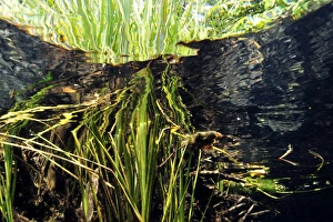 South American Scenery Images Drucke: Grass reflections, Prata River, Bonito, Mato Grosso do Sul, Brazil