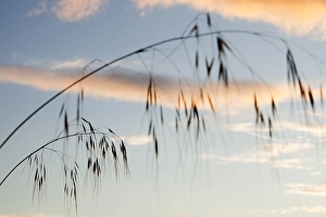 Ambleside Landscape Photography Drucke: Grass seed stems with clouds at sunset over Ambleside, Cumbria, UK
