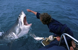 Marine Life Stock Photos Drucke: Great white shark