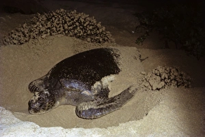 Green Sea Turtle Conservation Drucke: Green turtle digging nesting hole. (Chelonia mydas). Bartolom Island, Galapagos, Ecuador