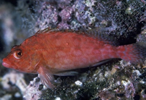 Fish Photography Drucke: Hawkfish