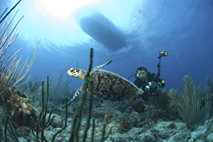 Schildkröte des Schildchens (Eretmochelys imbriocota), schwimmt über Korallenriff mit Unterwasserfotograf hinter sich auf der Insel Cayman Brac in den Cayman-Inseln im Karibische Meer
