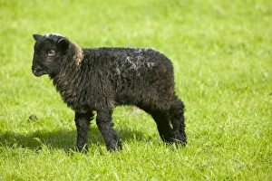 Sheep Farming UK Drucke: A Herdwick lamb
