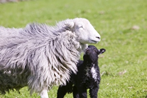 Herdwick Sheep Drucke: A Herdwick sheep and lamb