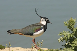 British Bird Species Images Drucke: Lapwing. UK (RR)
