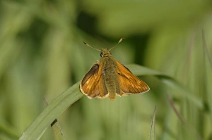 Specialist Stock Images UK Drucke: Large skipper (Ochlodes sylvanus), Pembrokeshire, Wales, UK, Europe