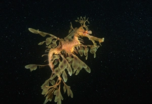 Australian Marine Life Photos Drucke: Leafy Seadragon (Phycodurus eques). Australia