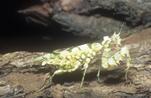 Praying Mantis Images Drucke: A Mantis in kenya
