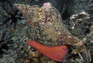 Ocean Wildlife Pictures Drucke: Mollusk