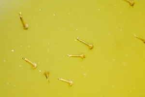 Ashley Cooper Photography Drucke: Mosquito larvae