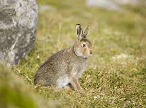 Mountain Hare Scotland Drucke: A Mountain Hare on Ben Stack in Sutherland Scotland UK