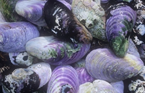 Mussel Shell Images Drucke: Mussel shells