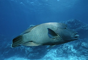 Indo Pacific Fish Drucke: Napolean Wrasse (Cheilinus undulates). Indo Pacific / Australia