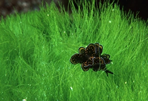 Australian Marine Life Photos Drucke: Nudibranch. Australia