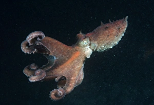 Octopus Photography Drucke: Octopus (Octopus sp)