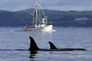 Killer Whale Drucke: Orca (Orcinus orca) - also called Killer Whale - surfacing near commercial fishing vessel in Johnstone Strait