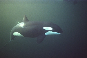 Waleartigkeitsfisch Orcinus orca Schwimmt unter Wasser Das Wasser ist sehr dunkel weil der Walfisch die norwegischen Fjorde im Wintermittelpunkt mit Heringen füttert Svolvaer, Norwegen. (Eingeschränkte Lösung - bitte wenden Sie sich an