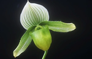 Orchid Flower Drucke: An orchid flower