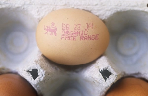 Farm Fresh Eggs Drucke: An organic free range egg