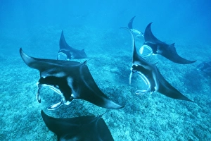Drucke von Michael Nolan / SplashdownDirect Mantarochen Drucke: Pazifische Riesenschildkröten über einem Korallenriff im möglichen Paarungsverhalten