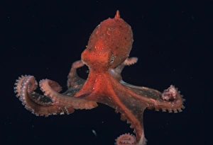 Channel Islands Marine Life Drucke: Pacific Octopus (Octopus sp. ). USA, Channel Islands, CA