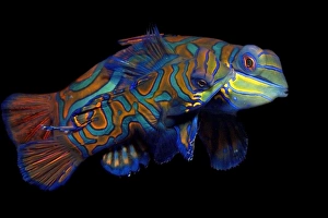 Tropical Ocean Wildlife Images Drucke: Pair of mandarinfish, Synchiropus splendidus