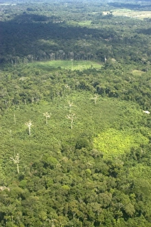 Amazon Rainforest Destruction Drucke: Patch of destroyed rain forest, aerial view, Amazonas, Brazil