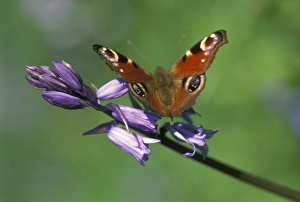 Andrew Davies Photographer Drucke: Peacock butterfly
