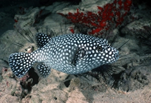 Tropical Fish Pictures Drucke: Pufferfish (Canthigaster sp )