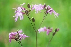 Ashley Cooper Photography Drucke: Ragged Robin flowers