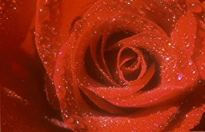 Rainy Day Flowers Drucke: A red rose with rain drops on