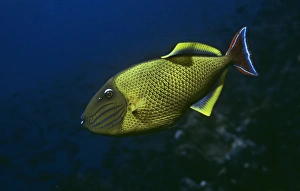 Galapagos Marine Life Drucke: Red-tailed triggerfish. (Xanthichthys mento). Roca Redonda Islet, Galapagos, Ecuador. 1989