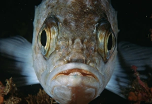 Vibrant Ocean Creatures Drucke: Reef fish, close up of face