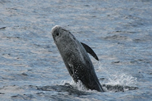 North Atlantic Ocean Drucke: Rissos Dolphin breaching at the surface. Azores, North Atlantic
