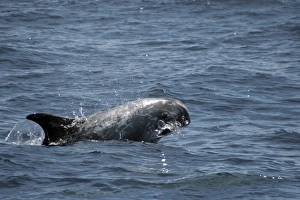 North Atlantic Ocean Drucke: Rissos Dolphin leaping at the surface. Azores, North Atlantic