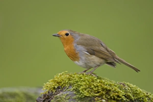 Robine (Erithacus rubecula), steht auf einer moosbedeckten Wand. Loch Awe, nördlich von Oban in Schottland / Großbritannien