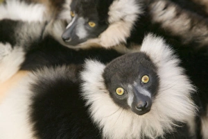 Ruffed Lemurs in a cuddle