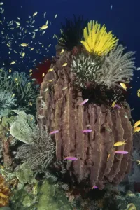 Sea Creatures Photography Drucke: Barrel Sponge